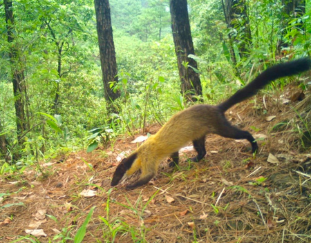 Critically endangered Chinese Pangolin captured by WII camera traps near Shillong