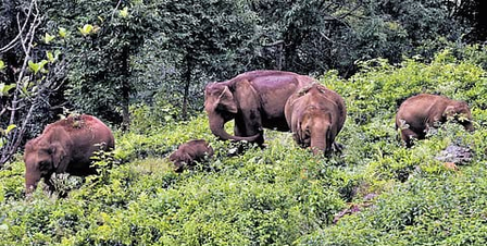 TN to undertake wildlife census in Dharmapuri forest range, deploy camera traps