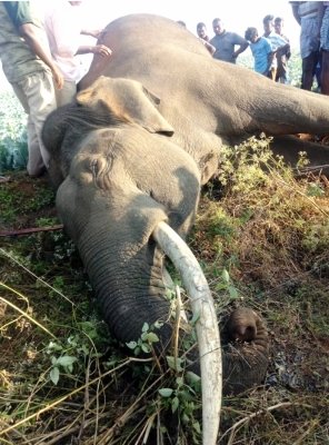 Two wild elephants found dead in Karnataka’s Chamarajanagar district