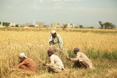 Pakistan: Farmers hold protest to demand ‘guaranteed’ support prices, end to corporate land grabbing