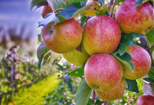 Unseasonal rain, cold hit Himachal apple production