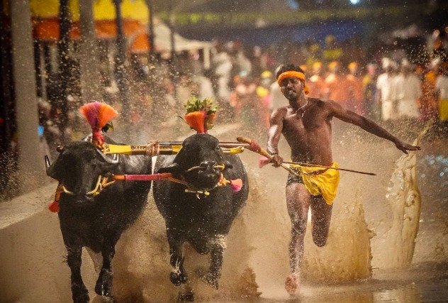 Coastal Karnataka’s Kambala Makes Debut at Mysuru Dasara
