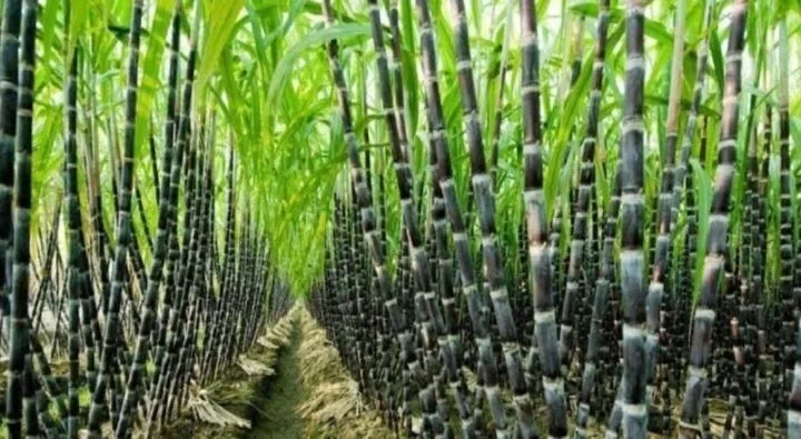 Karnataka CM r Urges PM Modi to Intervene in Sugarcane Farmers’ Crisis
